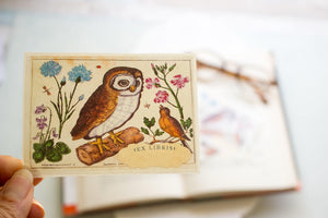 botanical owl bookplates - set of 10 - Sunshine and Ravioli