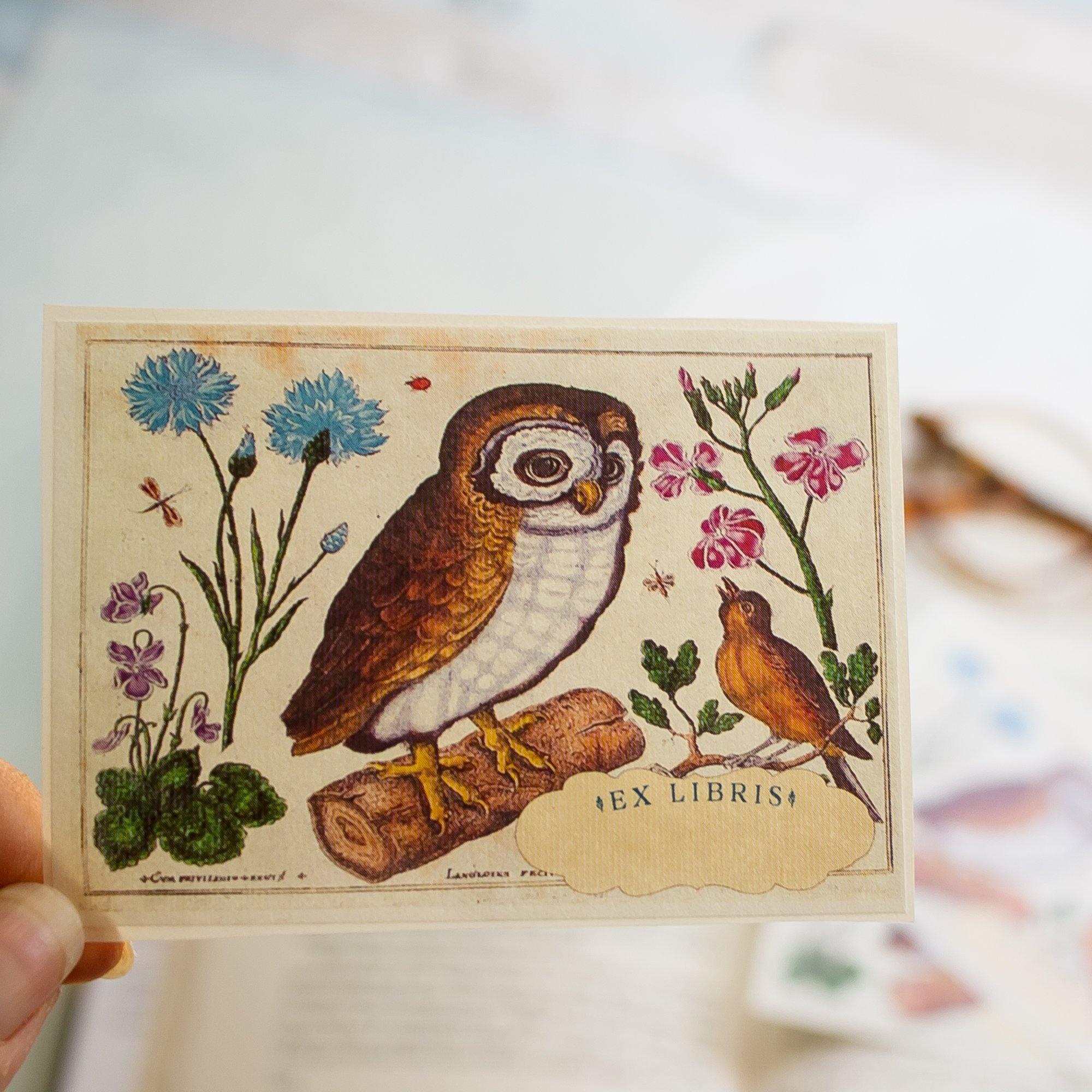 botanical owl bookplates - set of 10 - Sunshine and Ravioli
